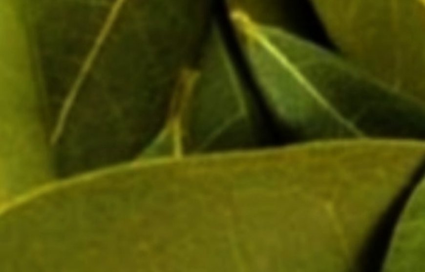 Exploring the Benefits of Bay Leaves for Skin: Natural Anti-Aging Properties