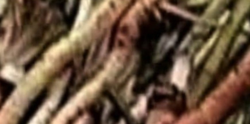 The Powerful Plant That May Support Cancer Treatment: A Closer Look at the Benefits of the Greater Burdock Root