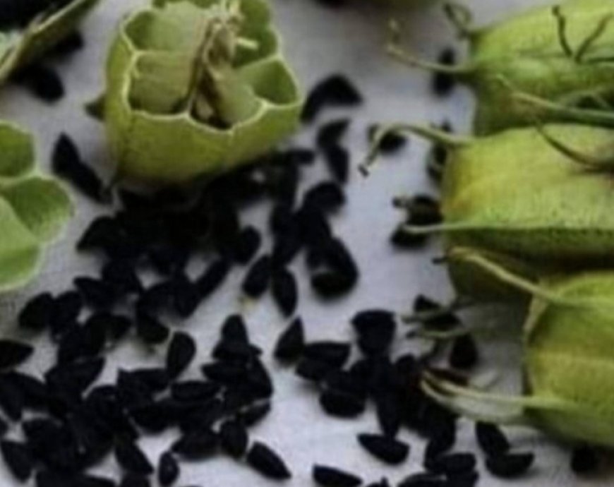 Discover the Amazing Health Benefits of Black Cumin Seeds