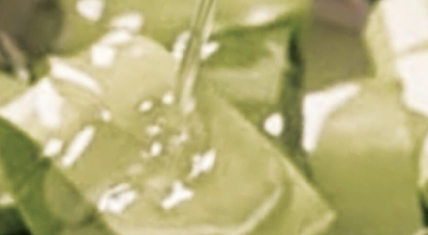 Aloe Vera and Coconut Oil: The Beauty Secret No One Tells You About