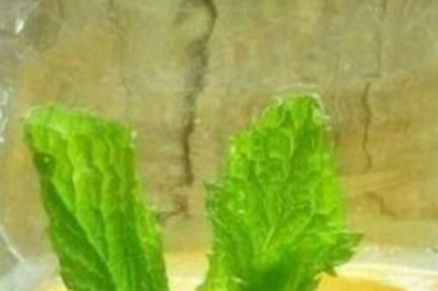 The Ultimate All-Natural Detox Drink: Cleanse and Refresh Your Body