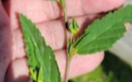 The Remarkable Benefits of Billygoat Weed (Ageratum conyzoides) and How to Use It