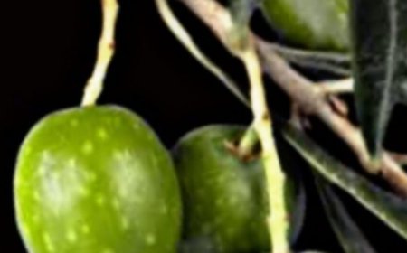 The Cancer Destroying Leaf That Doctors Aren’t Telling You About! Barbara O’Neill’s Perspective