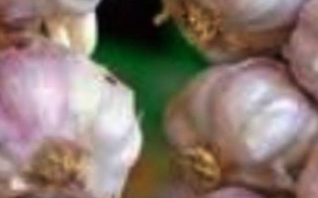 The Best Benefits of Combining Coffee and Garlic: A Powerful Duo for Health