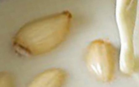 Natural Defense Against Colds and Flu