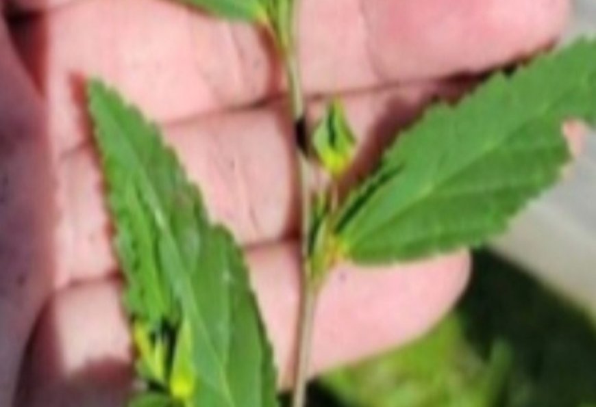 The Remarkable Benefits of Billygoat Weed (Ageratum conyzoides) and How to Use It