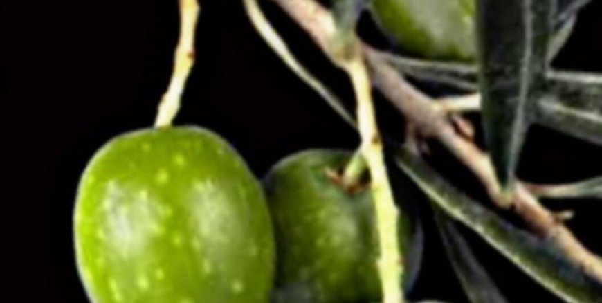 The Cancer Destroying Leaf That Doctors Aren’t Telling You About! Barbara O’Neill’s Perspective