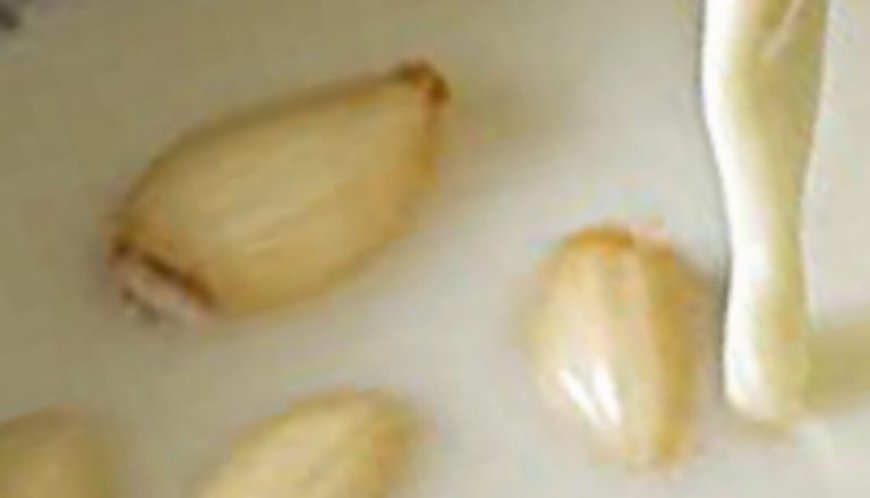 Natural Defense Against Colds and Flu