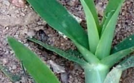 Discover the Unexpected Health Benefits of Crabgrass: A Natural Remedy for Wellness
