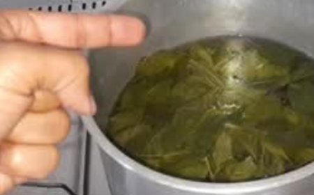 How to Make Guava Leaf Tea: A Simple and Beneficial Guide