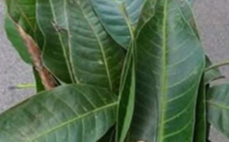 The Hidden Healing Power of Mango Leaves: Nature’s Overlooked Miracle