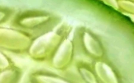 They Hid This From Seniors: It Unclogs Arteries INSTANTLY! | Barbara O’Neill