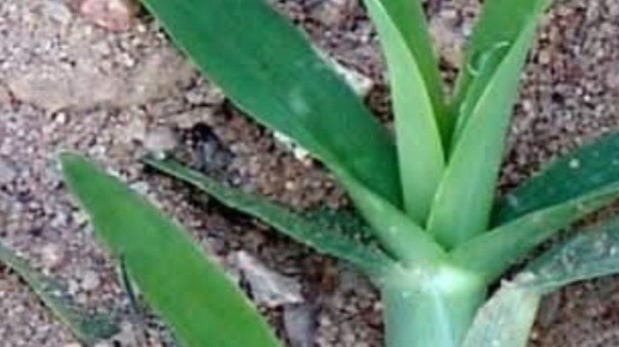 Discover the Unexpected Health Benefits of Crabgrass: A Natural Remedy for Wellness