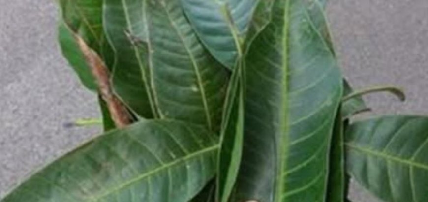 The Hidden Healing Power of Mango Leaves: Nature’s Overlooked Miracle