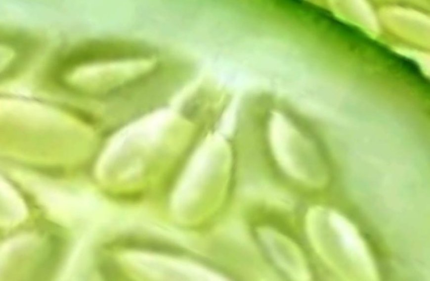 They Hid This From Seniors: It Unclogs Arteries INSTANTLY! | Barbara O’Neill