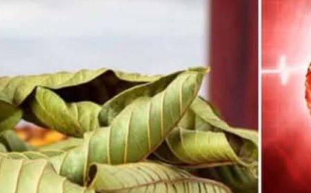 Guava Leaves: Surprising Health Benefits and Safe Uses for Seniors