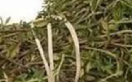 The Most Potent Herb That Destroys Parasites, Urinary Tract