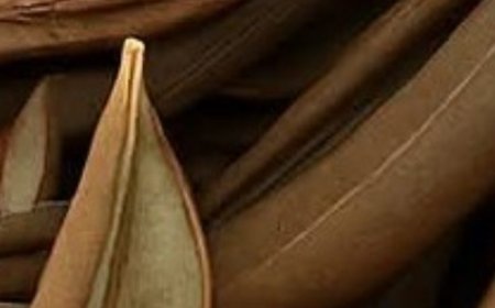 Barbara O’Neill’s Gentle Wellness Philosophy: Creating a Body Where Healing Begins