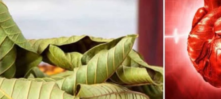 Guava Leaves: Surprising Health Benefits and Safe Uses for Seniors