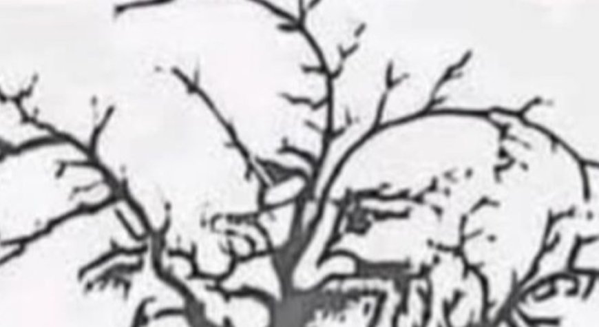 Only a few people can find all the faces hidden in this tree – are you one of them