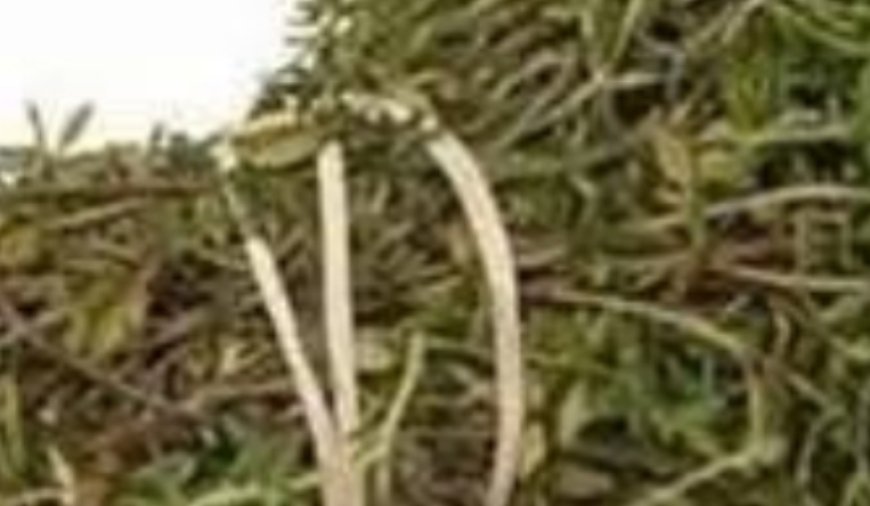 The Most Potent Herb That Destroys Parasites, Urinary Tract