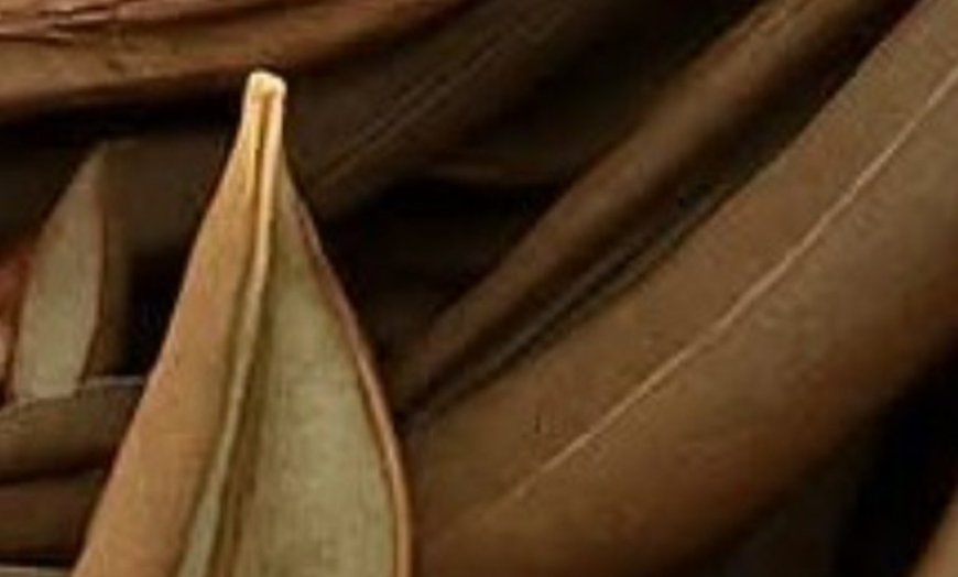 Barbara O’Neill’s Gentle Wellness Philosophy: Creating a Body Where Healing Begins