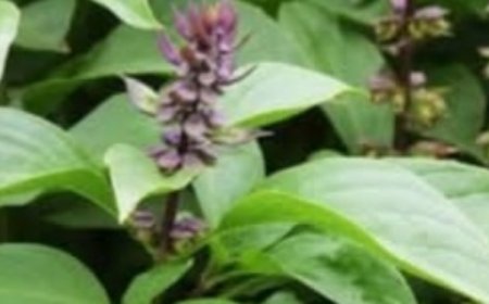 Prepare This Homemade Basil Infusion and Enjoy Its Incredible Benefits