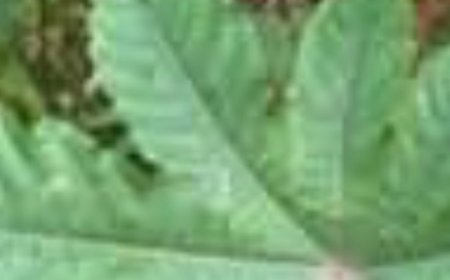 The Miracle Leaf of Life: 11 Surprising Benefits and How to Prepare a Simple Tea