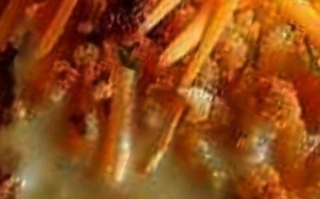 Crunchy Ritz Cracker Chicken with Cheddar Cream Sauce