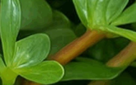 A Tangy Superfood You Can Forage For Free