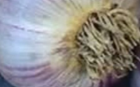 Eat Garlic Before Bed and Be Amazed at What Happens! (Almost Nobody Knows)