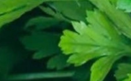 This plant k.i.l.ls 86% of lung cancer cells