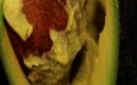 The Hidden Health Benefits of Avocado Seeds: Why You Shouldn’t Discard Them