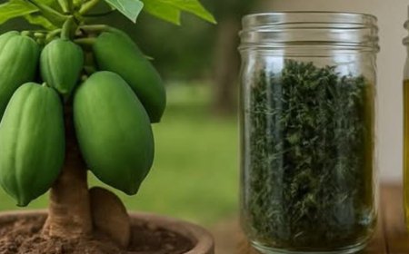 How to Eradicate Bedbugs Naturally: The Power of Clove