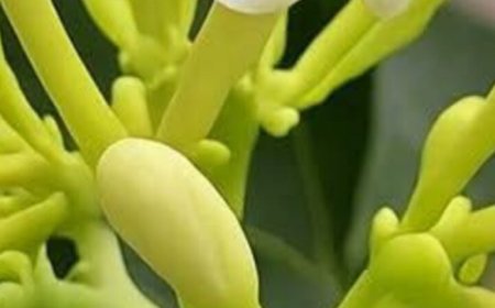 Papaya Flowers In Honey: Nature’s Secret Elixir For Total Wellness
