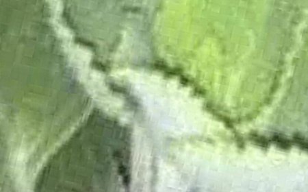 If You Have This Plant at Home, You’re Holding a Natural Treasure: Oregano’s Incredible Benefits for Women