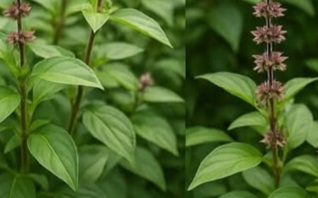 Unlock the Healing Power of Basil: A Homemade Infusion to Fight Cancer and Boost Your Health