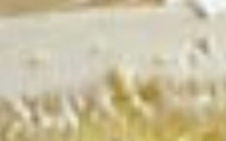 Italian Lemon Cream Cake