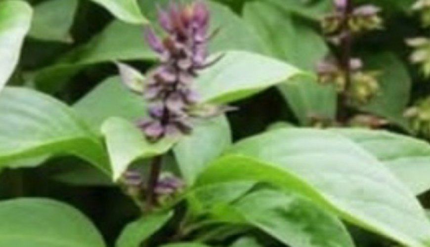 Prepare This Homemade Basil Infusion and Enjoy Its Incredible Benefits