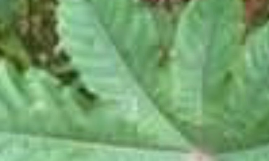 The Miracle Leaf of Life: 11 Surprising Benefits and How to Prepare a Simple Tea