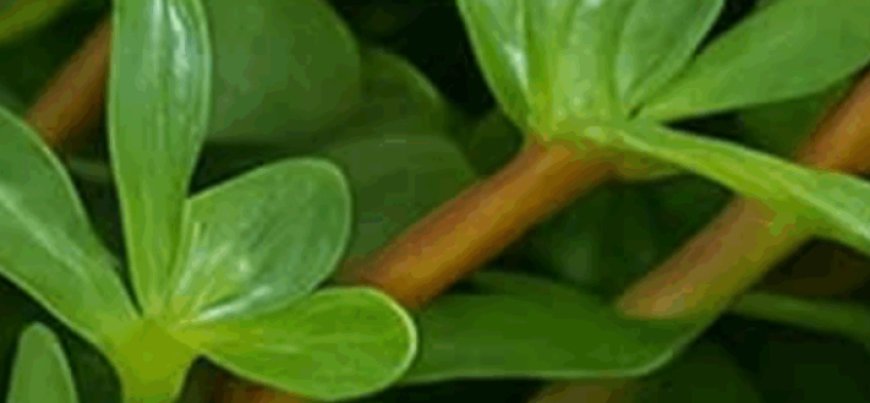 A Tangy Superfood You Can Forage For Free