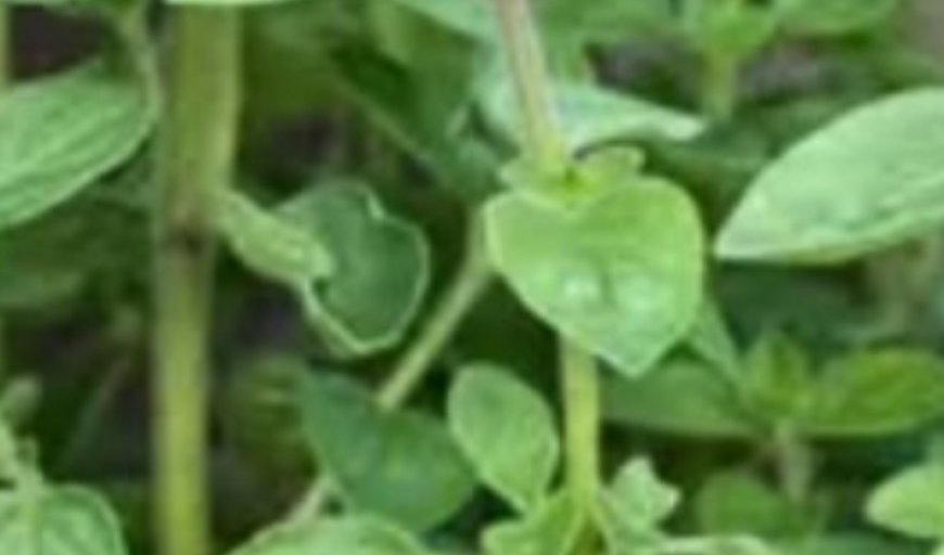 Surprising Health Benefits of Oregano You Need to Know