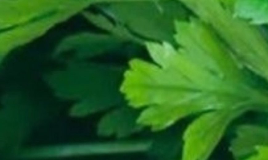 This plant k.i.l.ls 86% of lung cancer cells