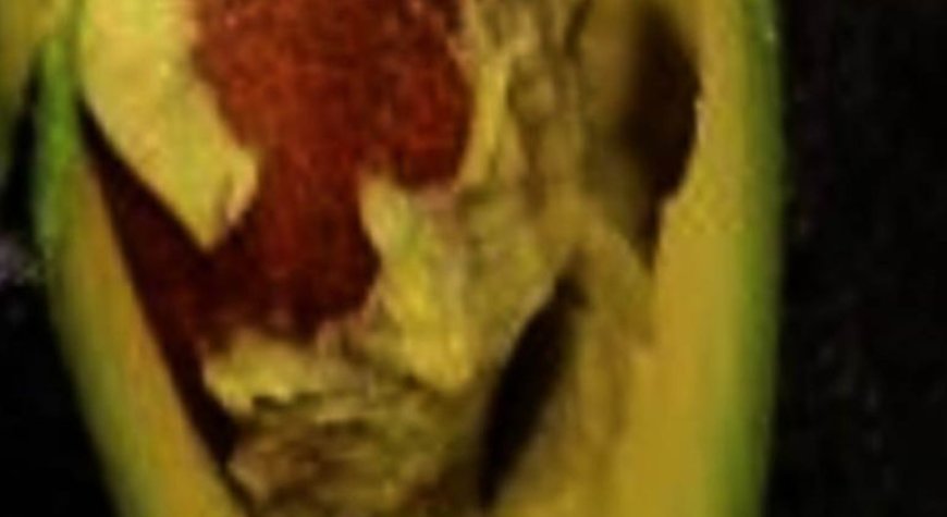 The Hidden Health Benefits of Avocado Seeds: Why You Shouldn’t Discard Them