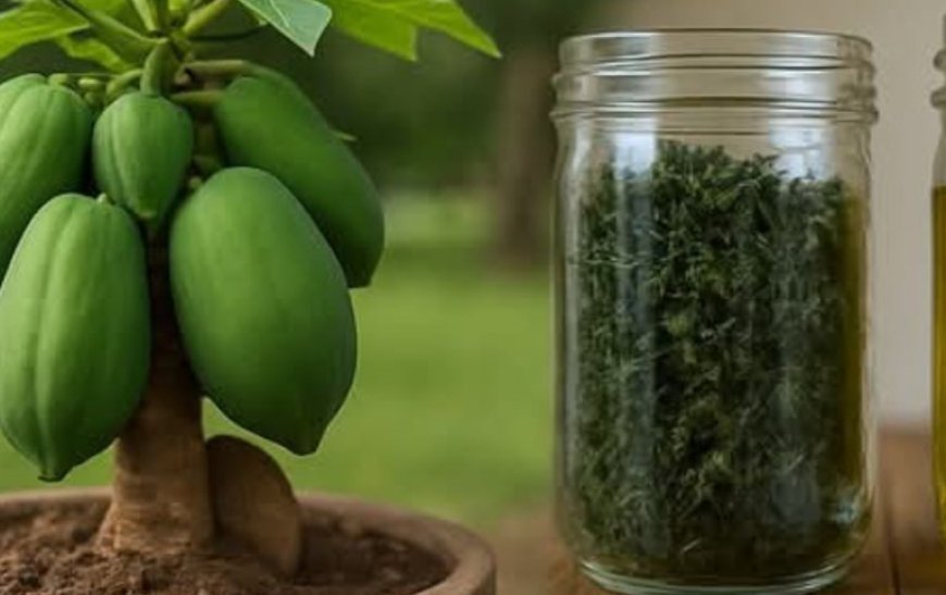 How to Eradicate Bedbugs Naturally: The Power of Clove