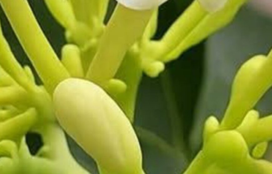 Papaya Flowers In Honey: Nature’s Secret Elixir For Total Wellness