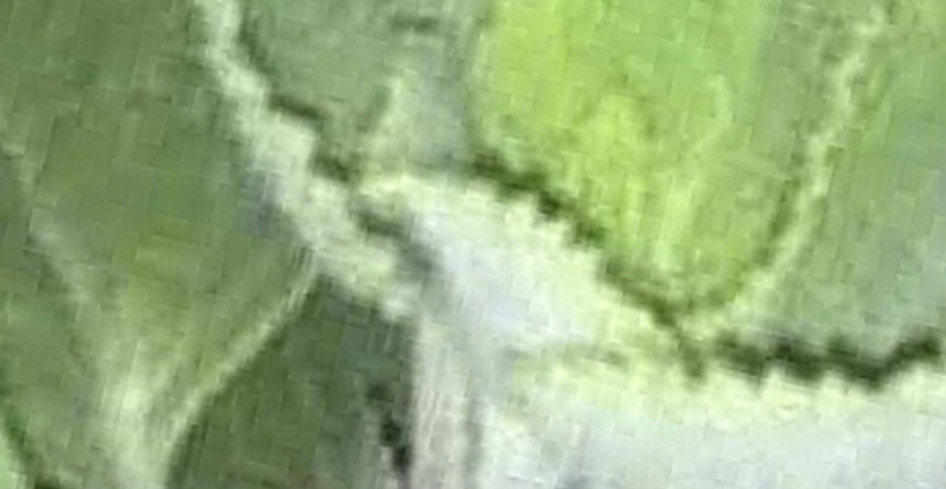 If You Have This Plant at Home, You’re Holding a Natural Treasure: Oregano’s Incredible Benefits for Women