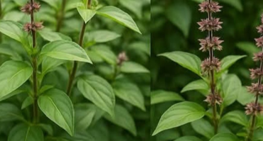 Unlock the Healing Power of Basil: A Homemade Infusion to Fight Cancer and Boost Your Health