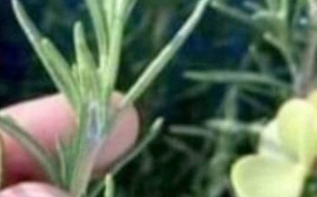 Put Rosemary on the Back of Your Neck, and You Will Be Shocked at What Will Happen