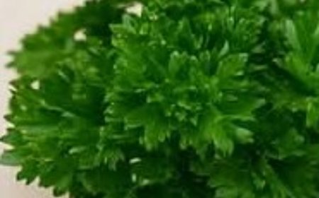 The Power of Parsley Tea: Natural Relief for Swelling in Legs, Ankles, and Feet